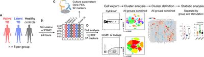 High Dimensional Immune Profiling Reveals Different Response Patterns in Active and Latent Tuberculosis Following Stimulation With Mycobacterial Glycolipids